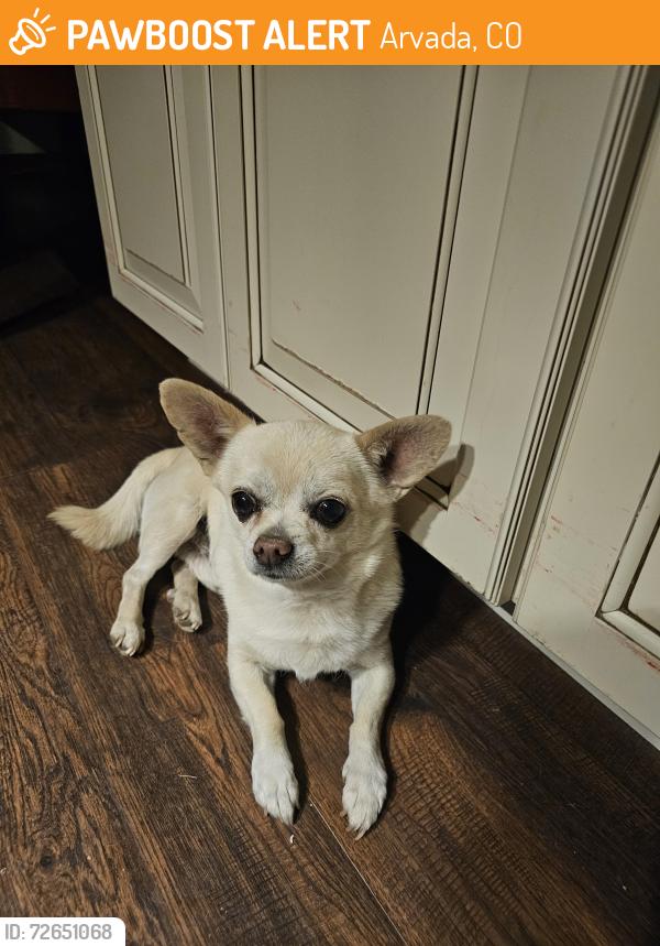 Found/Stray Male Dog last seen 64th and Newland , Arvada, CO 80003
