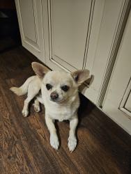 Found/Stray Male Dog last seen 64th and Newland , Arvada, CO 80003