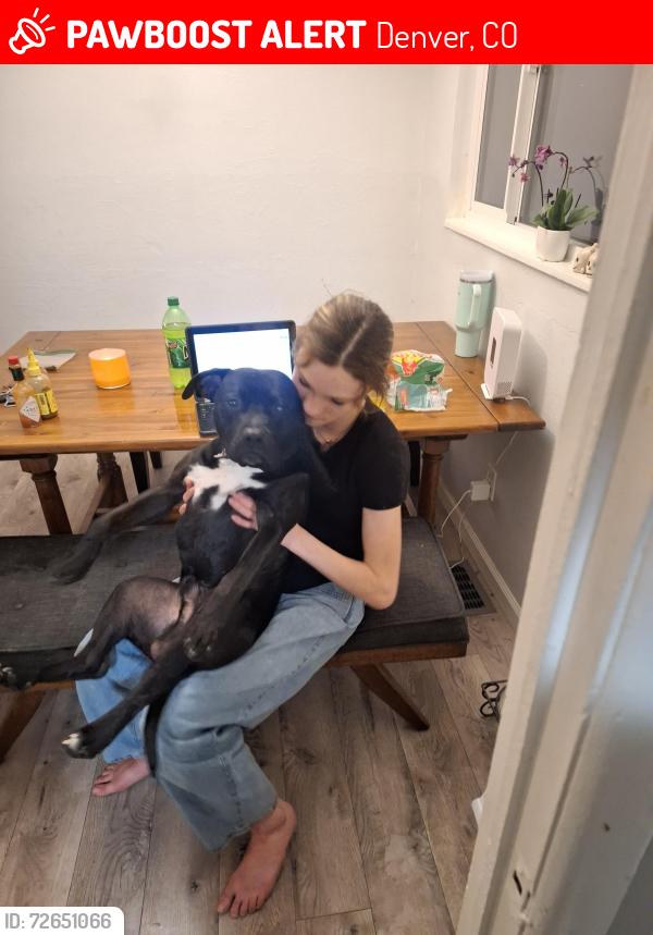 Lost Male Dog last seen Yale and glencoe , Denver, CO 80222