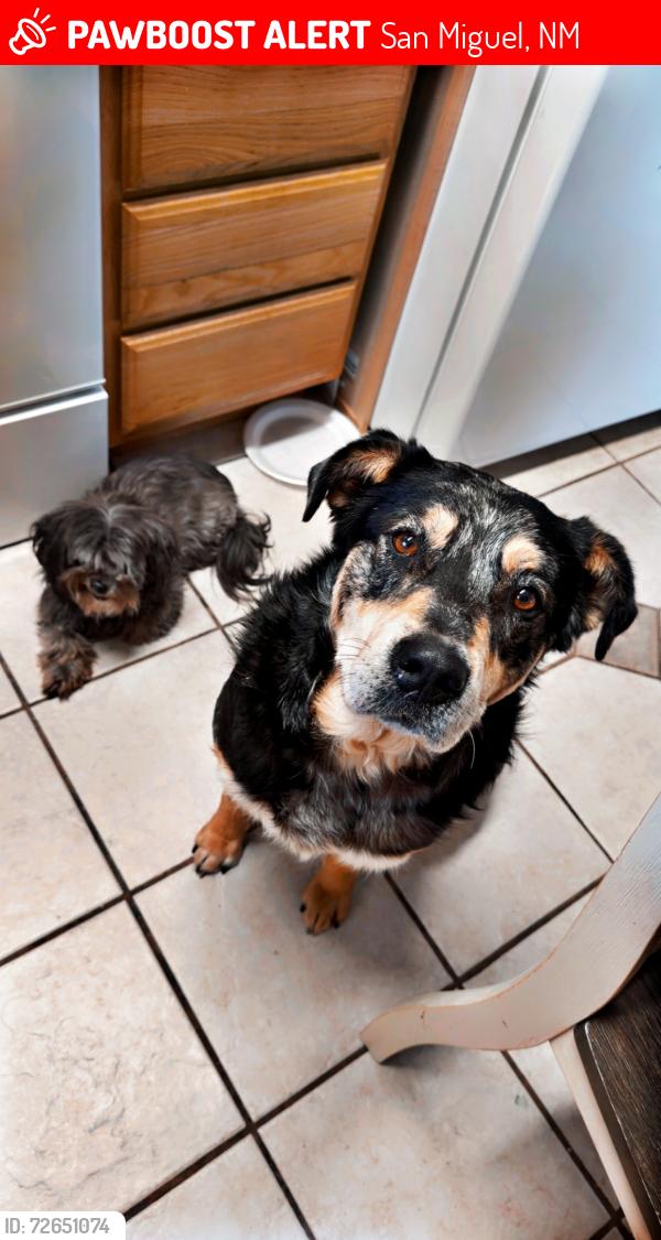Lost Male Dog last seen Castillo Rd. , San Miguel, NM 88044
