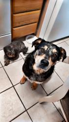 Lost Male Dog last seen Castillo Rd. , San Miguel, NM 88044