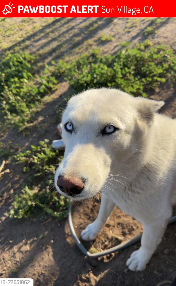 Lost Female Dog last seen 110th street R-14 sun village littlerock area , Sun Village, CA 93543