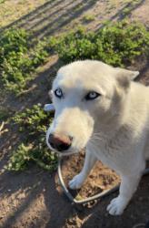 Lost Female Dog last seen 110th street R-14 sun village littlerock area , Sun Village, CA 93543