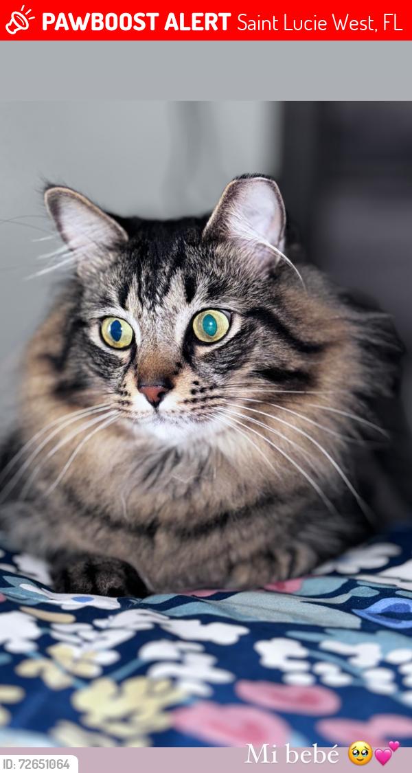 Lost Male Cat last seen Nw Dearman street port saint lucie , Saint Lucie West, FL 34983