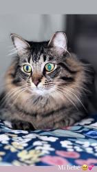 Lost Male Cat last seen Nw Dearman street port saint lucie , Saint Lucie West, FL 34983