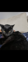 Lost Male Cat last seen Marilla , westhill , Lakeside, CA 92040