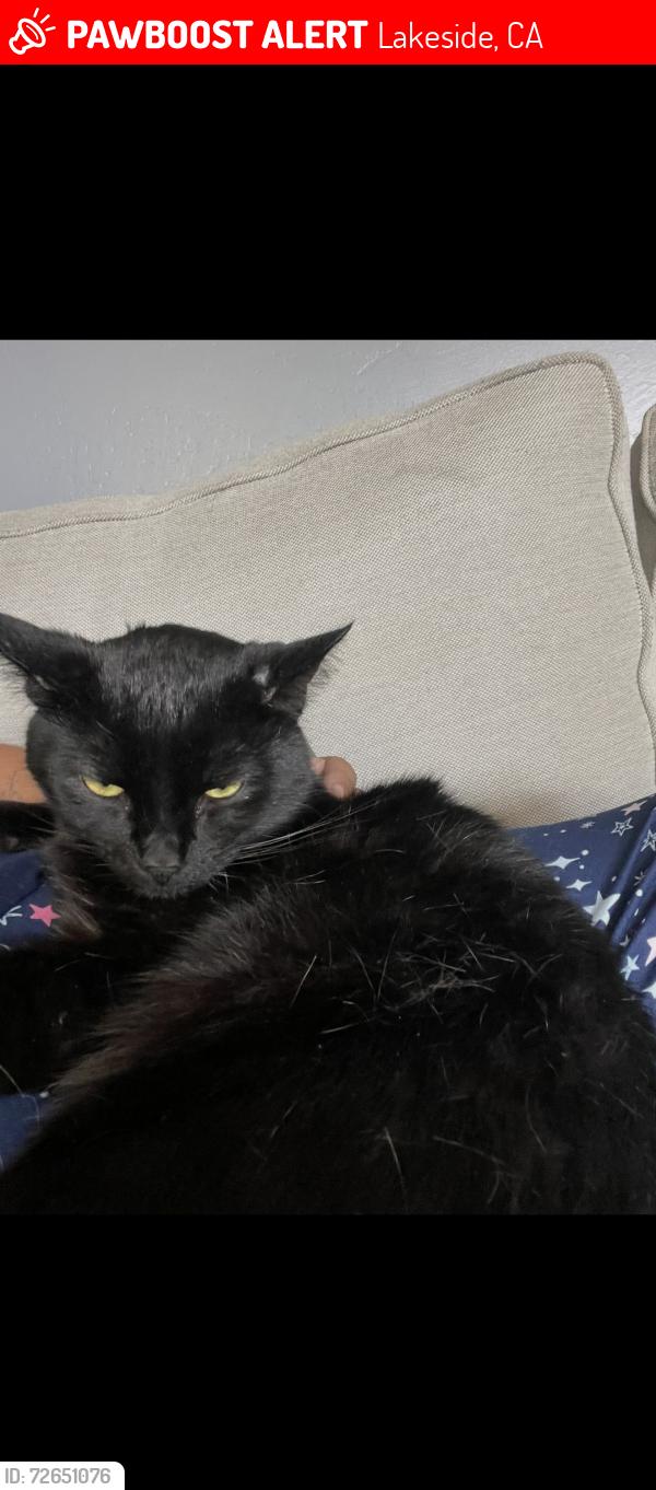 Lost Male Cat last seen Marilla , westhill , Lakeside, CA 92040
