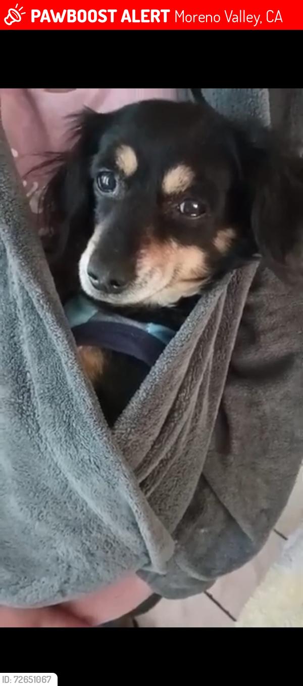 Lost Female Dog last seen Hecock and sunnymead middle school, Moreno Valley, CA 92553