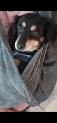 Lost Female Dog last seen Hecock and sunnymead middle school, Moreno Valley, CA 92553