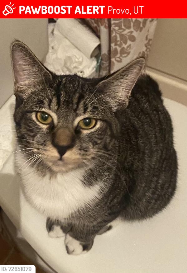 Lost Male Cat last seen Trailer park next to Paul Real Wilderness park , Provo, UT 84601