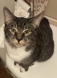 Lost Male Cat last seen Trailer park next to Paul Real Wilderness park , Provo, UT 84601