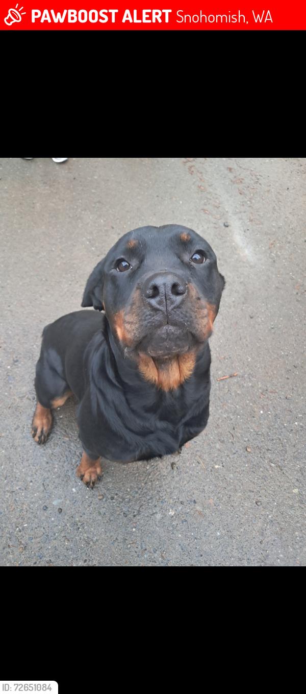 Lost Female Dog last seen 163rd alston rd - westwick- French creek grange , Snohomish, WA 98290