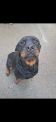 Lost Female Dog last seen 163rd alston rd - westwick- French creek grange , Snohomish, WA 98290