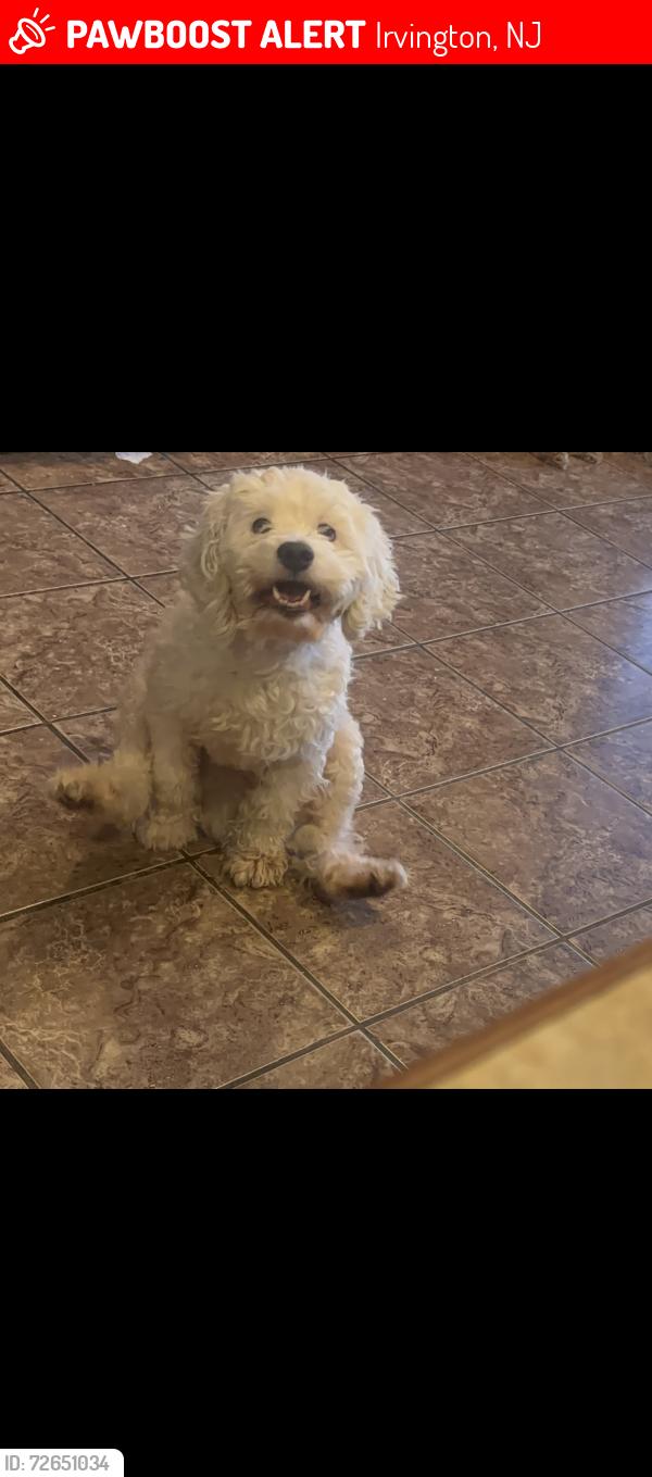 Lost Male Dog last seen Laundry mat on chancellor ave Irvington nj , Irvington, NJ 07111
