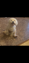 Lost Male Dog last seen Laundry mat on chancellor ave Irvington nj , Irvington, NJ 07111