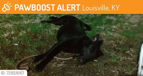 Found/Stray Male Dog last seen Scottsdale Neighborhood, Louisville, KY 40214