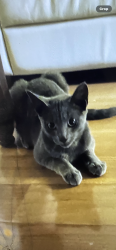 Lost Male Cat last seen I lost him on March 3rd. He has a scar behind his ear. Dark gray., Philadelphia, PA 19148