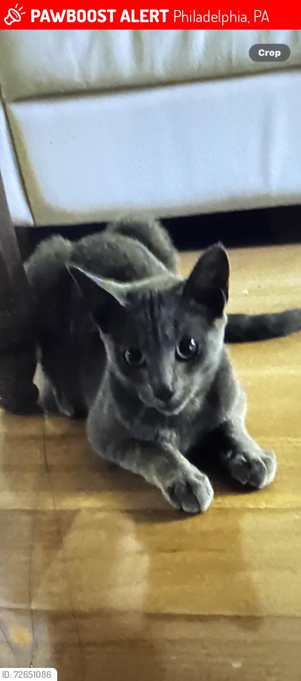 Lost Male Cat last seen I lost him on March 3rd. He has a scar behind his ear. Dark gray., Philadelphia, PA 19148