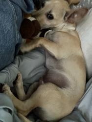 Found/Stray Male Dog last seen Salvation Army, Visalia, CA 93291