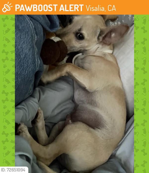 Found/Stray Male Dog last seen Salvation Army, Visalia, CA 93291