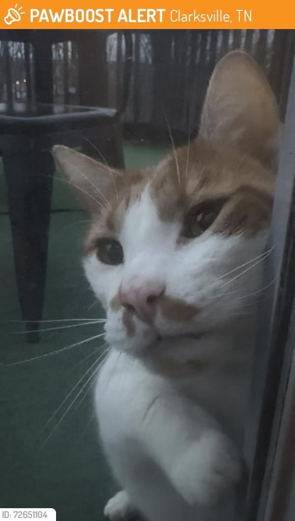 Found/Stray Female Cat last seen Near , Clarksville, TN 37042