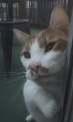 Found/Stray Female Cat last seen Near , Clarksville, TN 37042