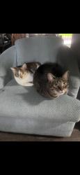 Lost Male Cat last seen 54th and montezuma, San Diego, CA 92115