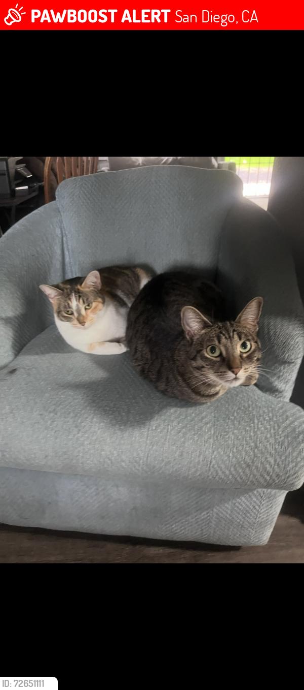 Lost Male Cat last seen 54th and montezuma, San Diego, CA 92115