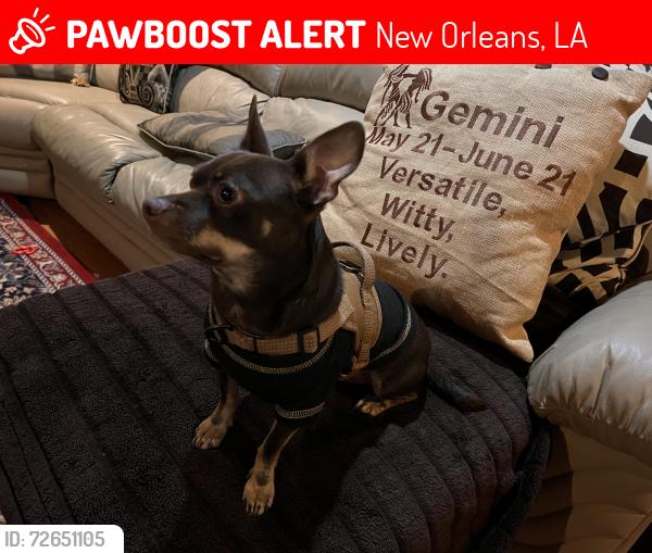 Lost Male Dog last seen Mirabeau and Pratt drive , New Orleans, LA 70122