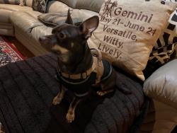 Lost Male Dog last seen Mirabeau and Pratt drive , New Orleans, LA 70122