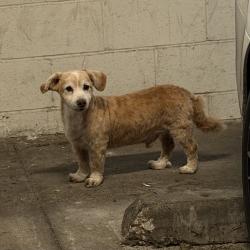 Found/Stray Male Dog last seen Near manitou ave. , Los Angeles, CA 90031