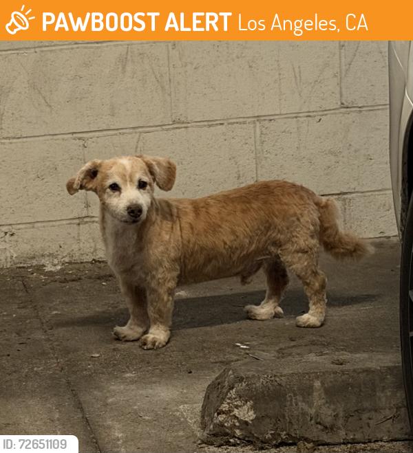 Found/Stray Male Dog last seen Near manitou ave. , Los Angeles, CA 90031