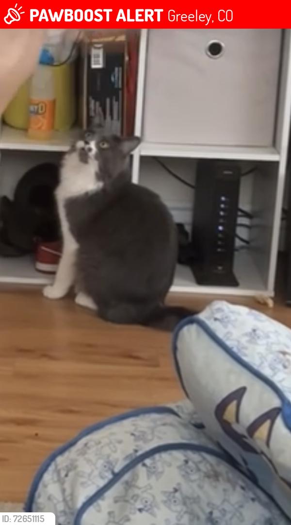 Lost Female Cat last seen 35th ave 10th street, Greeley, CO 80634