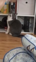 Lost Female Cat last seen 35th ave 10th street, Greeley, CO 80634