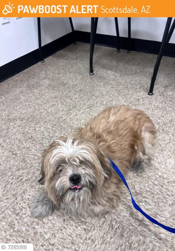 Found/Stray Unknown Dog last seen Scottsdale and camelback, Scottsdale, AZ 85251