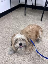 Found/Stray Unknown Dog last seen Scottsdale and camelback, Scottsdale, AZ 85251
