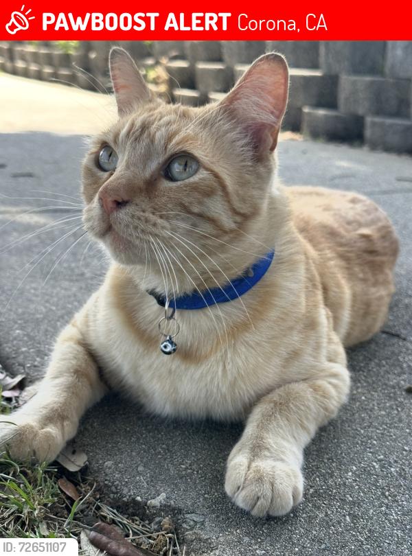 Lost Male Cat last seen River and Second St, Corona, CA 92878