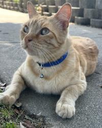 Lost Male Cat last seen River and Second St, Corona, CA 92878