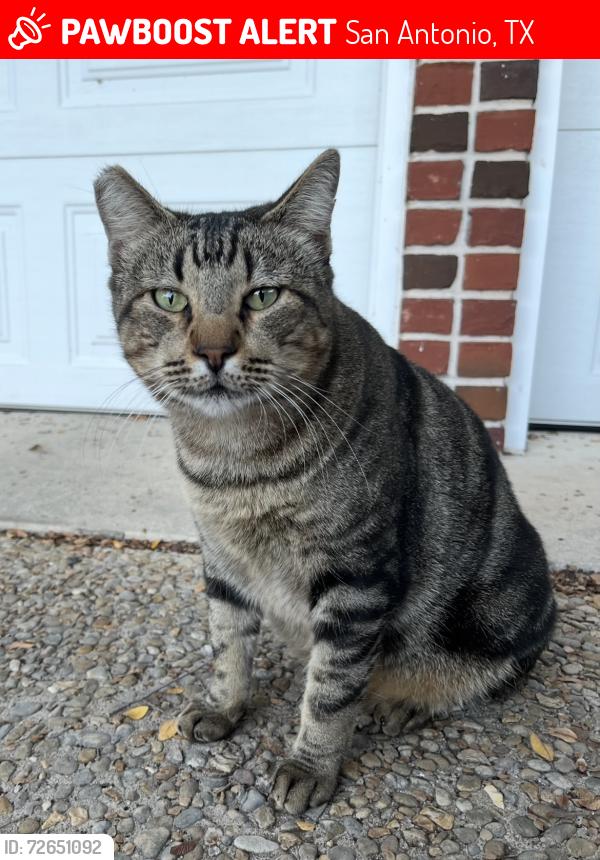 Lost Male Cat last seen Perennial Dr/Teagarden Ln , San Antonio, TX 78232