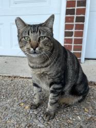 Lost Male Cat last seen Perennial Dr/Teagarden Ln , San Antonio, TX 78232