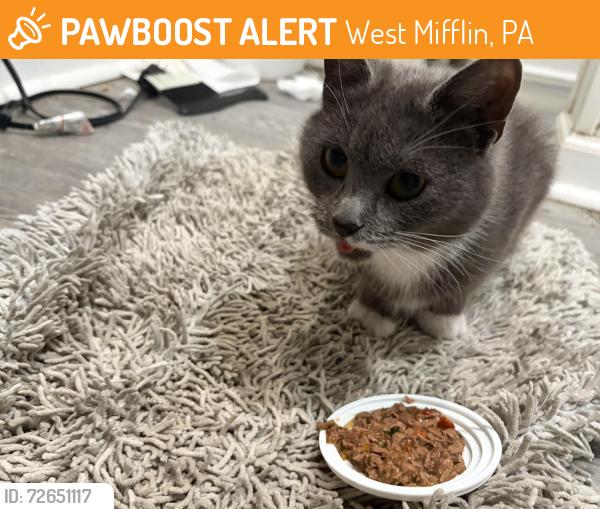 Found/Stray Female Cat last seen In my possession on Duquesne ave in west Mifflin , West Mifflin, PA 15122