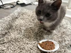 Found/Stray Female Cat last seen In my possession on Duquesne ave in west Mifflin , West Mifflin, PA 15122