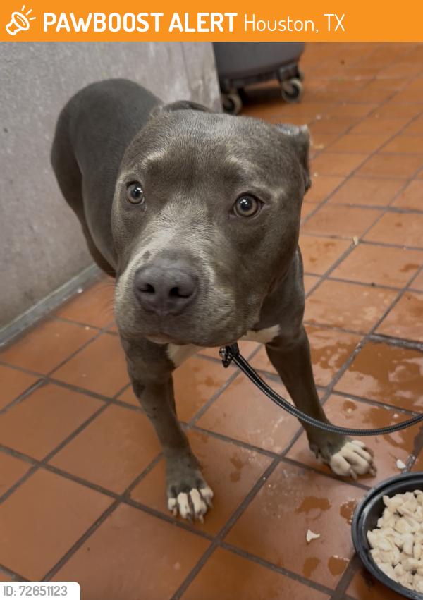 Found/Stray Female Dog last seen Chimmy rock, Houston, TX 77074