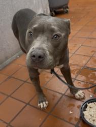 Found/Stray Female Dog last seen Chimmy rock, Houston, TX 77074