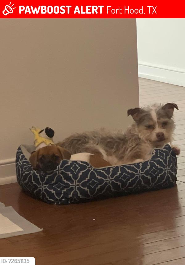 Lost Male Dog last seen Near McGill drive, fort hood tx, Fort Hood, TX 76544