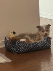 Lost Male Dog last seen Near McGill drive, fort hood tx, Fort Hood, TX 76544