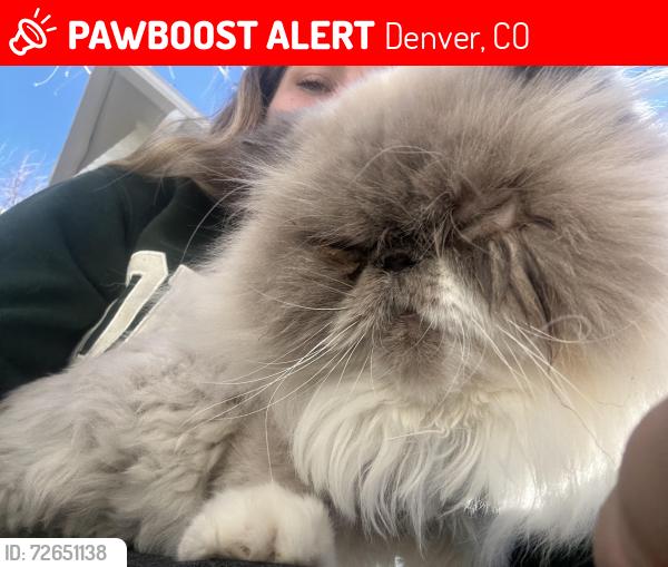 Lost Male Cat last seen 23rd street Denver, Colorado , Denver, CO 80207