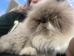 Lost Male Cat last seen 23rd street Denver, Colorado , Denver, CO 80207