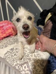 Lost Female Dog last seen Fairwinds and Barney, Hudson, FL 34669