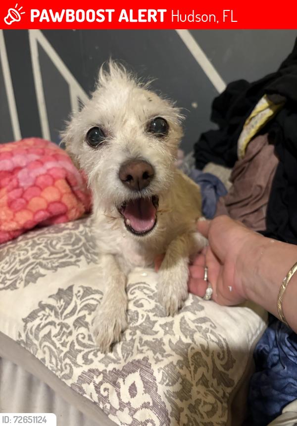 Lost Female Dog last seen Fairwinds and Barney, Hudson, FL 34669